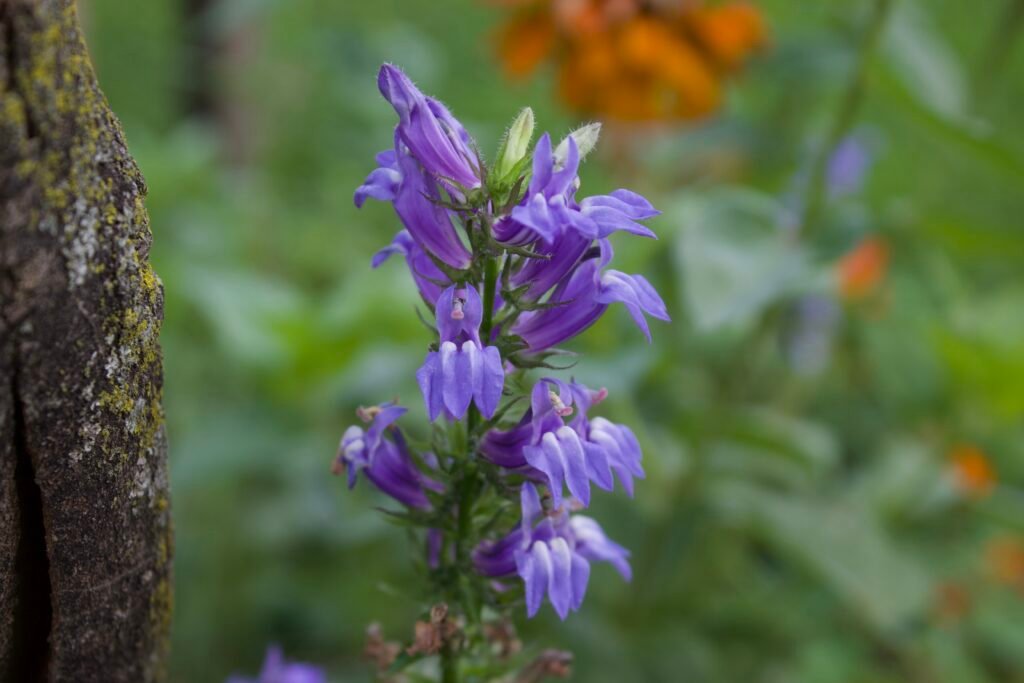 Close view of a Great Blue Lobelia flower spike with blue-violet flowers.