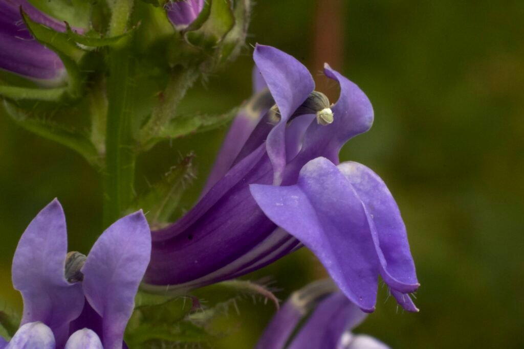 Close-up side view of purple Great Blue Lobelia flowers showing their long tubular shape.