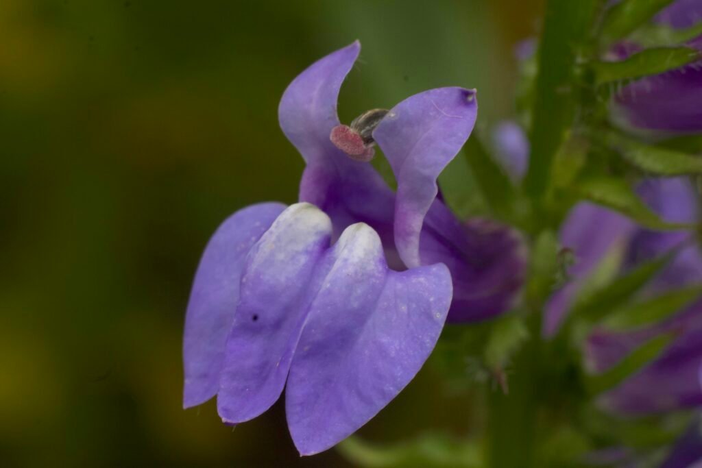 Close-up of a single purple Great Blue Lobelia flower showing its lobed petals and reproductive structures.