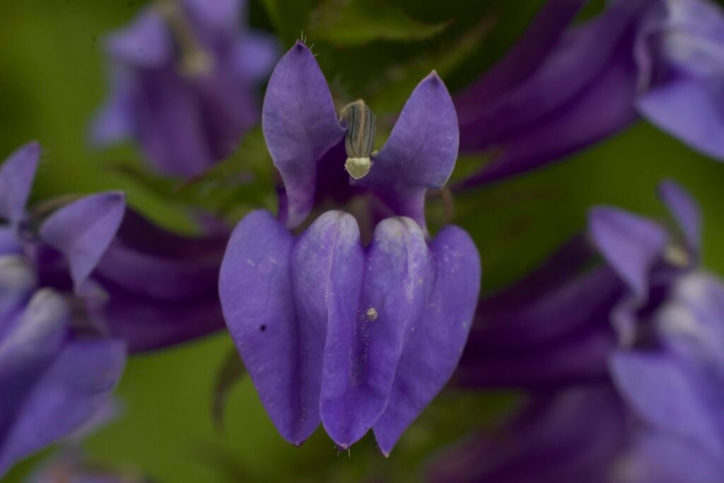 Front-facing macro photograph of a purple Great Blue Lobelia flower.