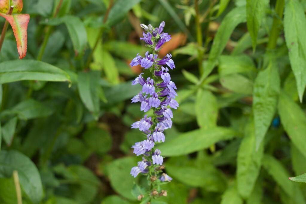 Great Blue Lobelia flowering among dense native plants, grasses, and changing fall foliage.
