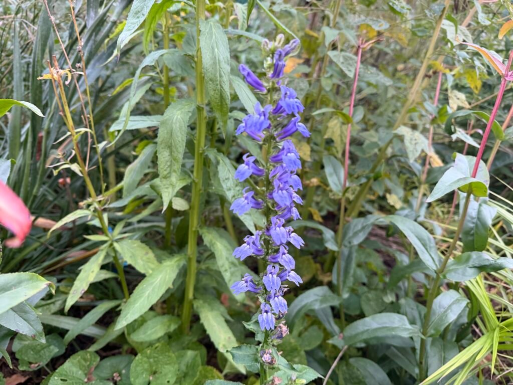 Upright spike of blue-violet Great Blue Lobelia flowers surrounded by green garden foliage.
