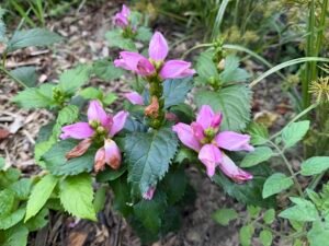 Pink flowers of Red Turtlehead growing among dark green leaves in a native garden.