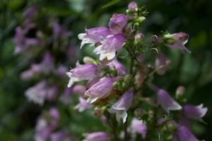 Pink and white tubular flowers of Calico Beardtongue blooming on an upright stem.