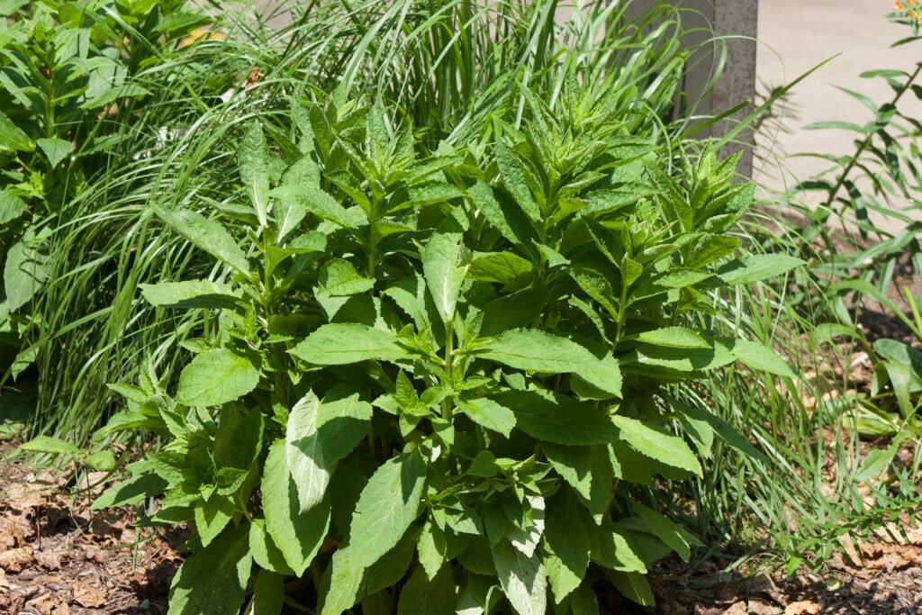 Young Great Blue Lobelia plants forming a dense clump of green foliage in spring.