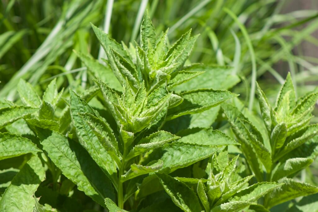 Close view of upright young Great Blue Lobelia stems and textured green leaves.