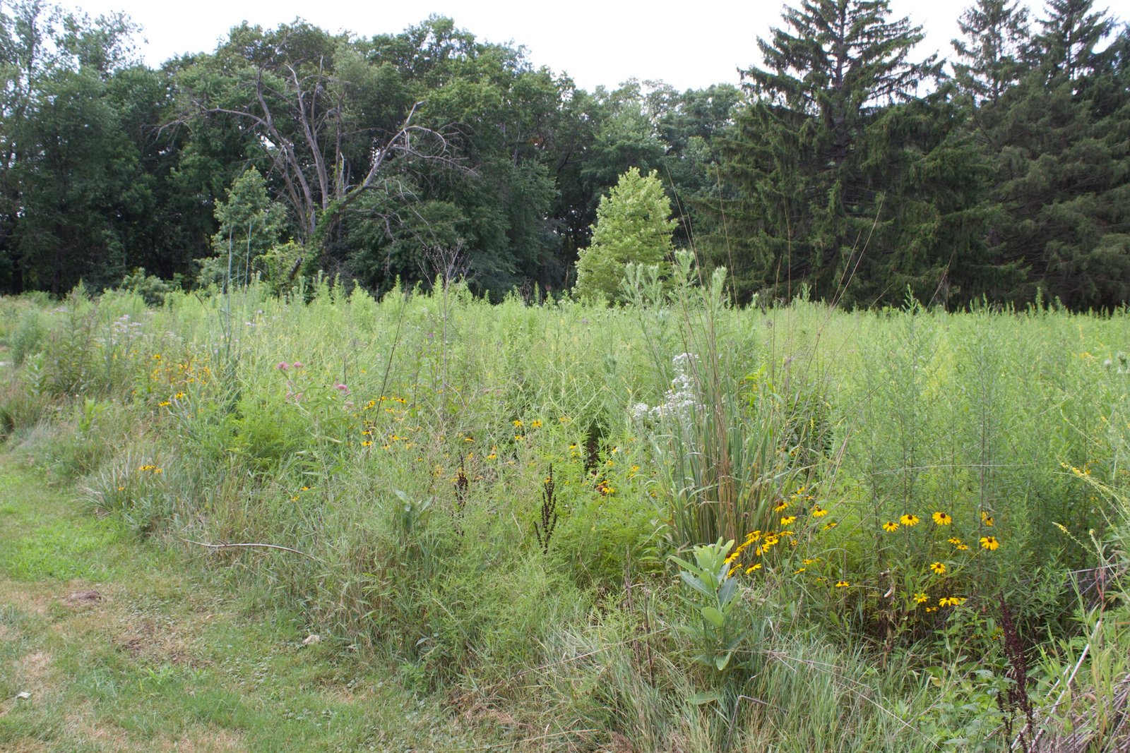 Native prairie grasses and wildflowers growing along the edge of a mature woodland at Beach Ridge in Oak Openings Preserve.