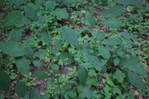 Spicebush branches with oval green leaves and clusters of developing green berries.