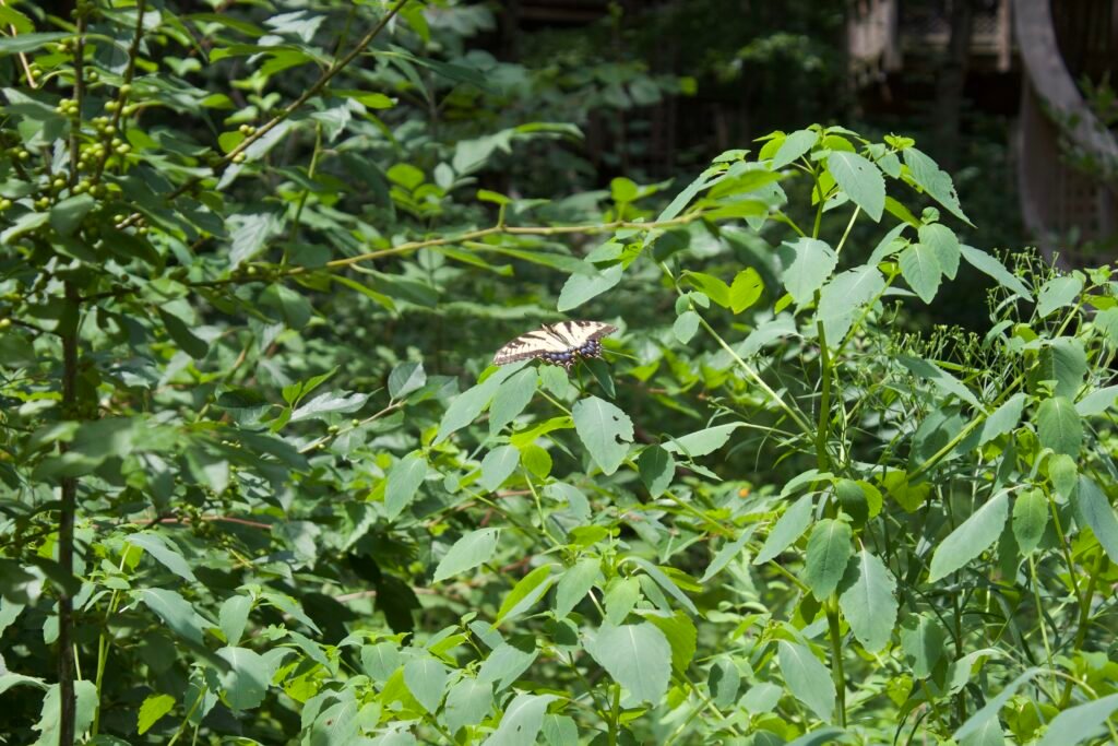 Eastern tiger swallowtail butterfly resting on green vegetation in a woodland opening.