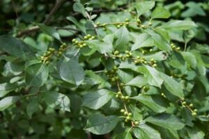 Winterberry shrub with serrated green leaves and clusters of unripe green berries along its branches.