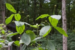 Buttonbush with broad green leaves and round developing flower heads growing in a shaded woodland.
