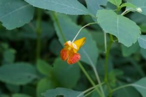 Close-up of an orange jewelweed flower with reddish speckles hanging from a slender stem among green leaves.