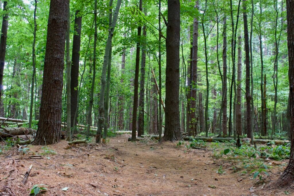 Sandy woodland trail covered in fallen pine needles winding between mature pines and deciduous trees.