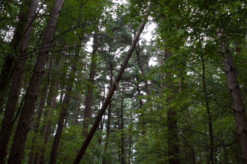 Tall pine trees mixed with leafy deciduous trees beneath a dense green forest canopy.