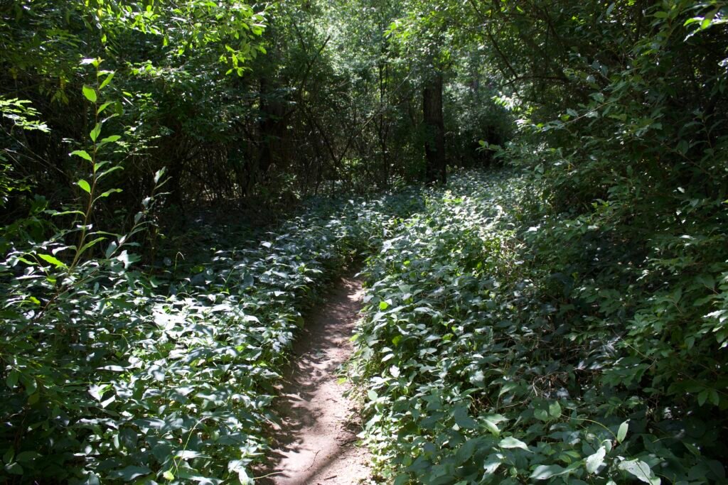 Very narrow dirt singletrack winding through thick green plants and shrubs beneath a shaded woodland canopy.