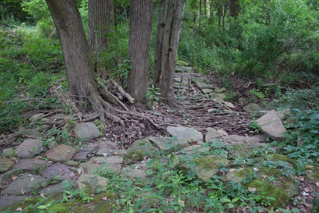 Exposed roots of several mature trees spreading across rocks and soil in a densely vegetated woodland.