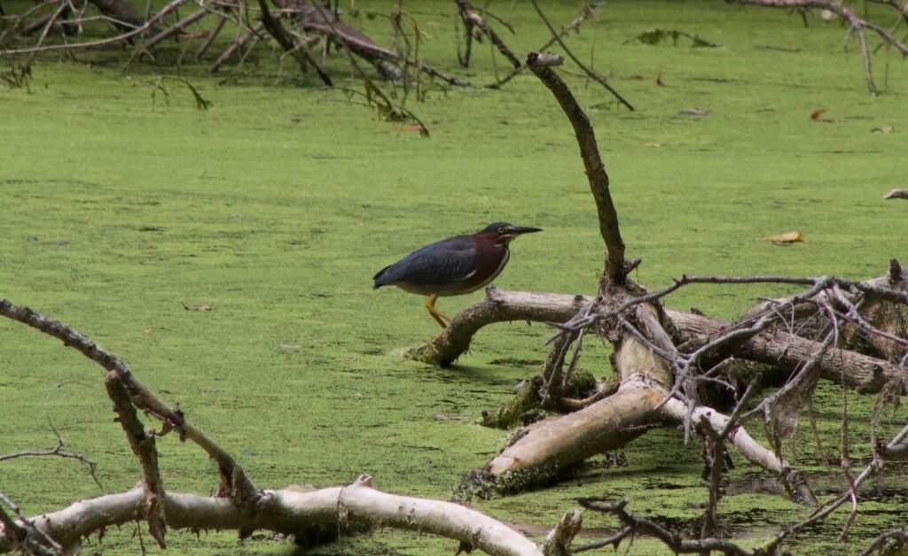 Green Heron standing on a fallen branch above a pond covered in duckweed, surrounded by submerged wood.