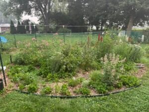 Summer habitat garden filled with flowering native perennials, including pink and red blooms, grasses, and dense green foliage.