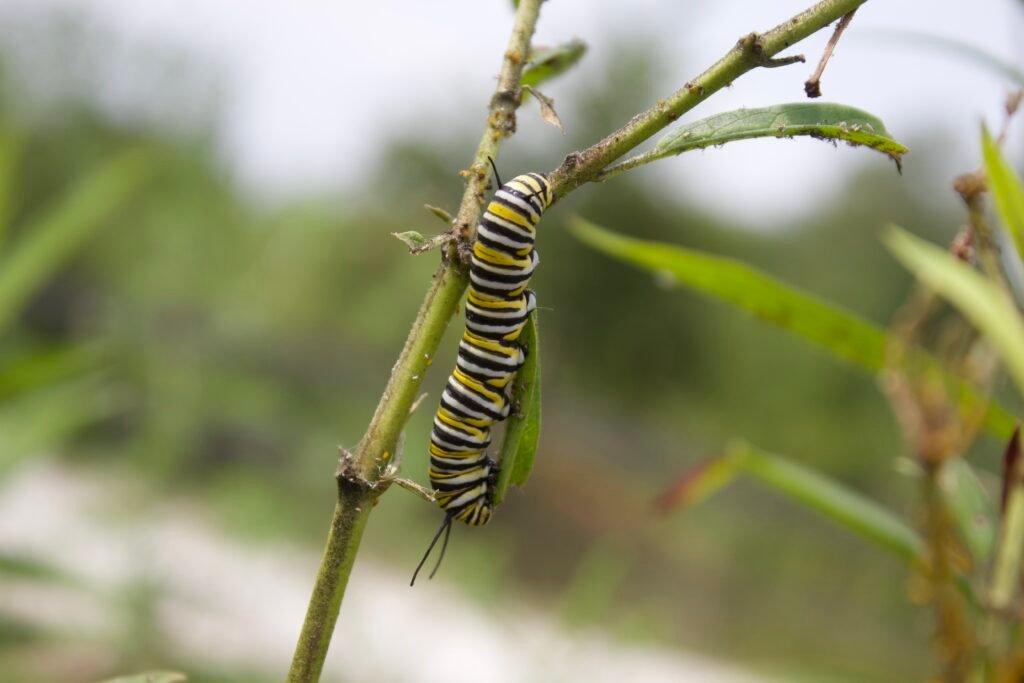 Black, yellow, and white striped monarch caterpillar clinging to a milkweed stem, illustrating the relationship between native plants and insects.